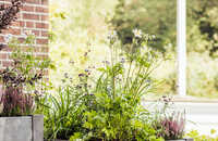 web-ecoo-kitchengarden-2022-26.jpg