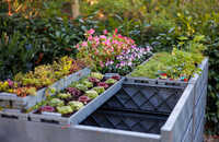 2025-ecoo-garden-compost-bin-terragrow-850l-1.jpg