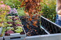 2025-ecoo-garden-compost-bin-terragrow-850l-autumn.jpg