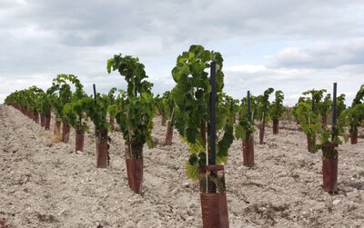 Tuinpalen